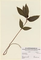 藏品(多年生山靛)的圖片